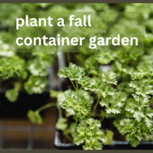 Image of parsley growing in a container with a banner that reads plant a fall container garden.