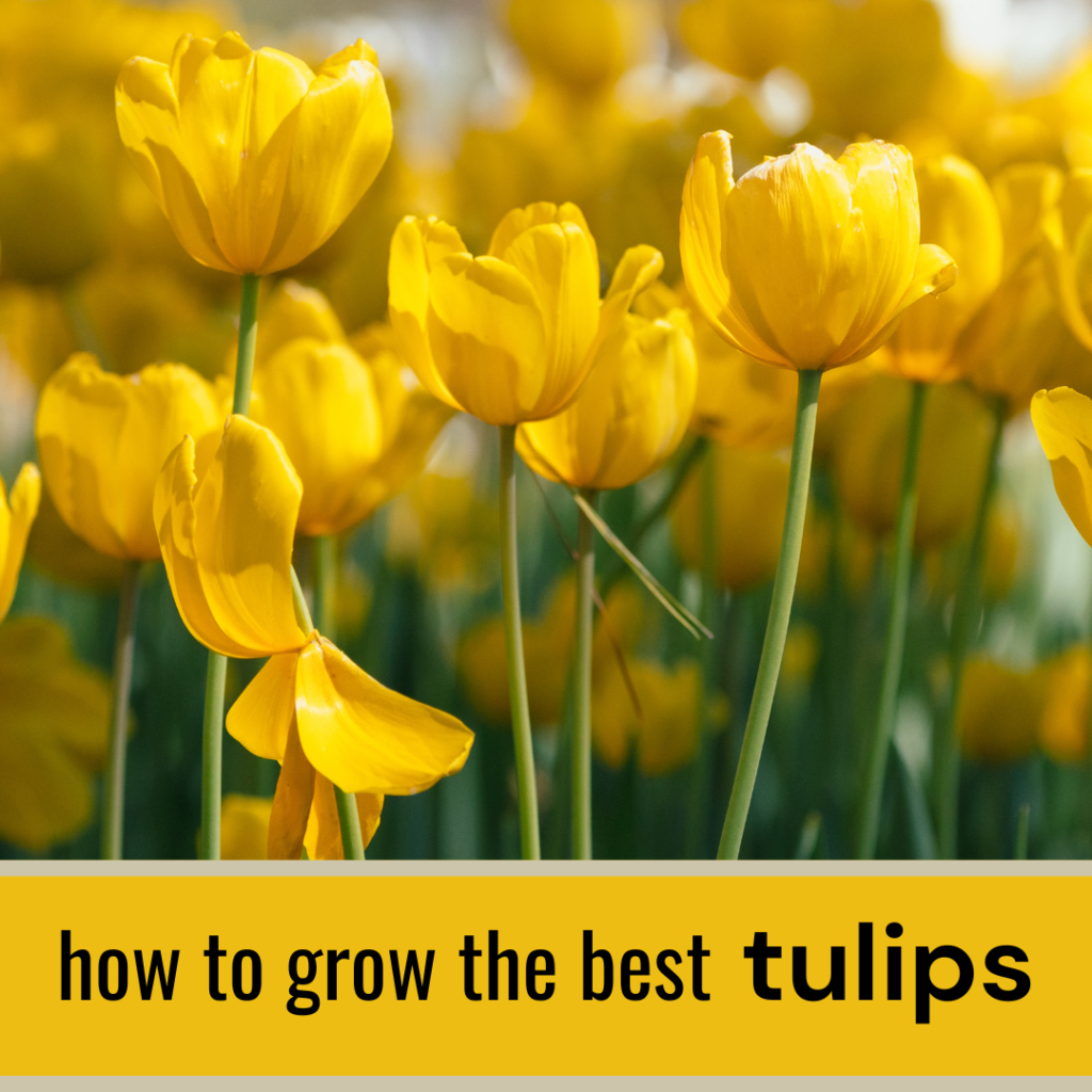 How to Grow the Best Tulips for Spring – Sweet Bacon & Pecans